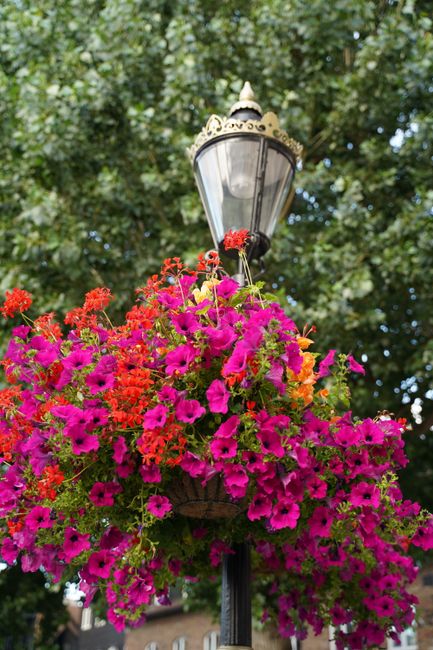 A decorative black wrought iron street lamp adorned with a vibrant hanging basket of flowers, featuring bright pink petunias and red geraniums, with lush green foliage in the background. The basket is