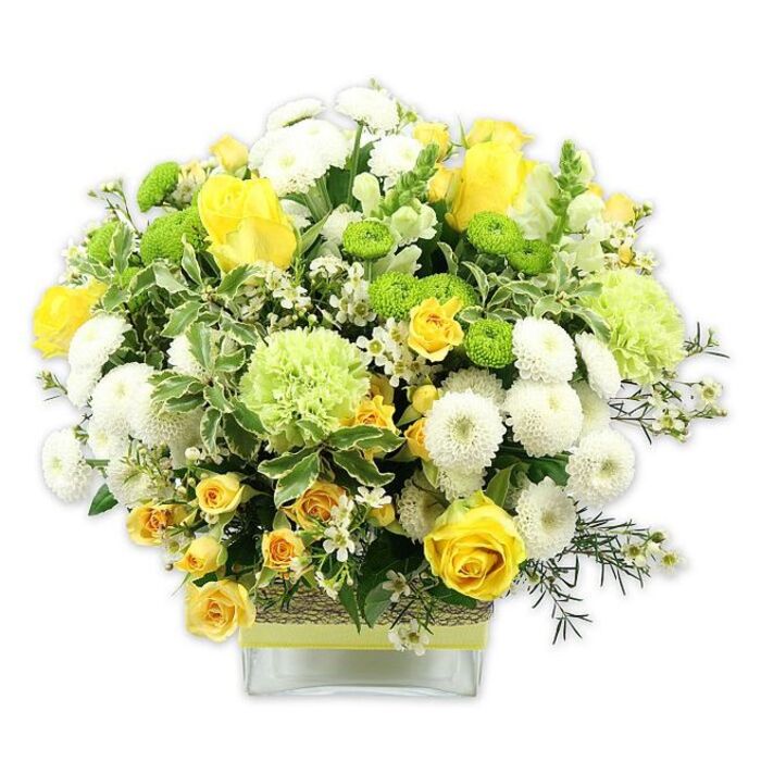 A striking, carefully composed bouquet in a clear, rectangular glass vase glows with a harmonious blend of sunny yellow, lime green, and crisp white, creating a cheerful focal point against a pure white backdrop. The flowers are arranged into a low, domed shape that feels both generous and contemporary, making it perfect for a coffee table in a Hammersmith townhouse or a reception desk near Hammersmith Broadway. At the front and centre, full yellow roses open out in velvety layers, while smaller yellow spray roses nestle between them, giving the impression of multiple blossoms unfolding at different stages. Dense white pompom chrysanthemums form rounded clusters that contrast beautifully with bright lime green button chrysanthemums, their compact, globe-like heads adding a playful rhythm through the design. Larger pale green blooms, with frilled and slightly ruffled petals reminiscent of carnations or specialist green mums, soften the transitions between the brighter colours and lend the bouquet a fresh, garden-inspired feel. Lush greenery frames the composition: some leaves are broad and variegated with creamy white edges, while others are slimmer and deeper green, curving gracefully around the flowers to create a natural, full silhouette. Tiny white filler flowers, possibly waxflower or gypsophila, are sprinkled throughout like a fine mist, adding lightness and intricate detail. The vase itself is wrapped at the midsection with a band of textured, natural-looking fibre-similar to raffia or jute-topped with a pale yellow or lime-toned ribbon that ties neatly around, echoing the bouquet's colour story. The overall mood is warm, fresh, and joyful, a versatile design that would work beautifully for birthdays, congratulations, or simply bringing a touch of sunshine into a home or office in and around Hammersmith.